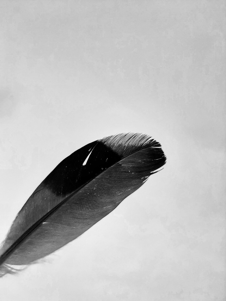 Black feather