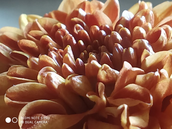Day with flower