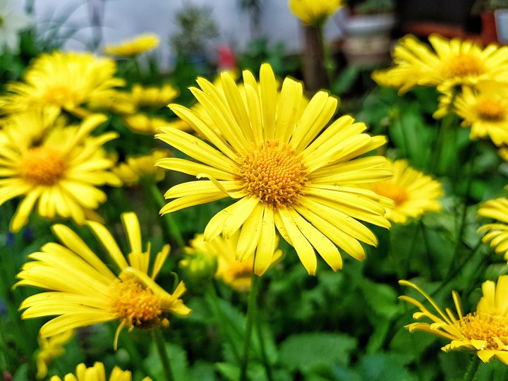 flower