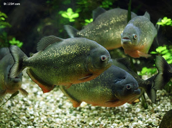 Brazilian fauna - Piranha