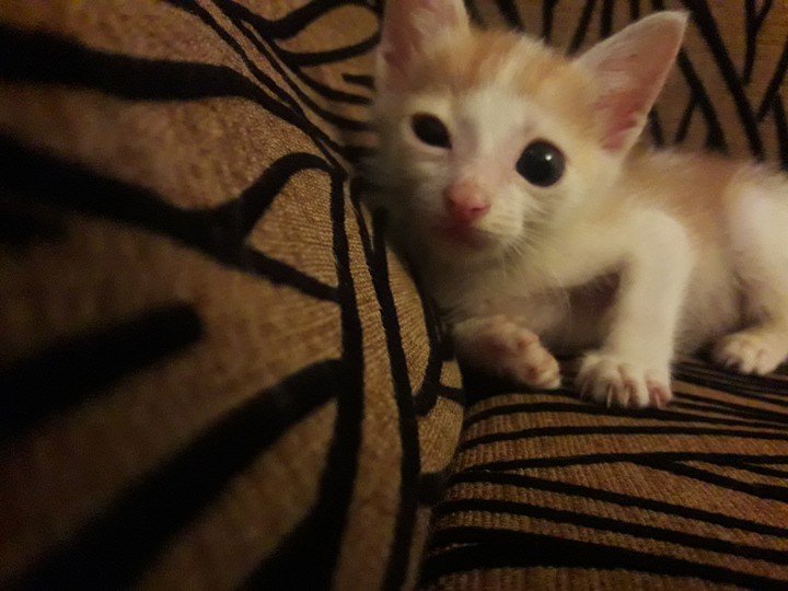 cute kitty
