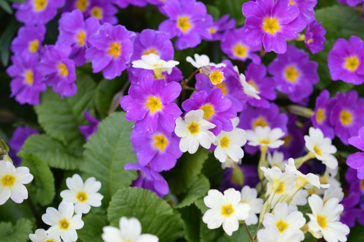 Purple and white