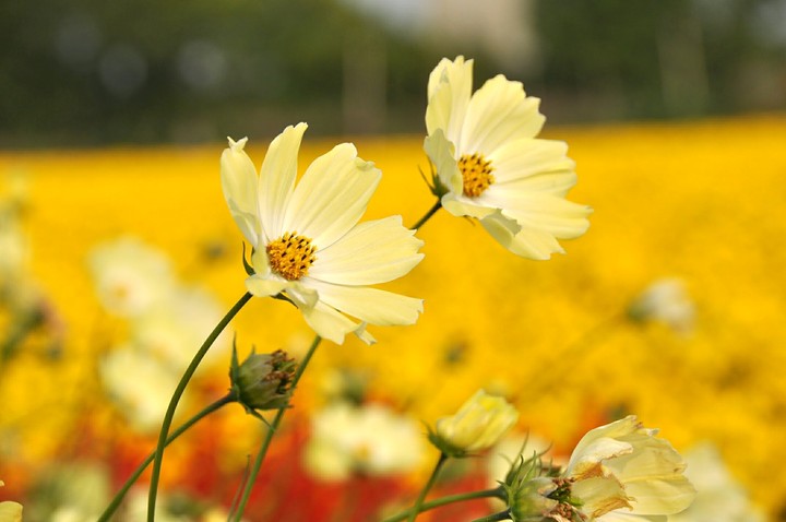 Cosmos