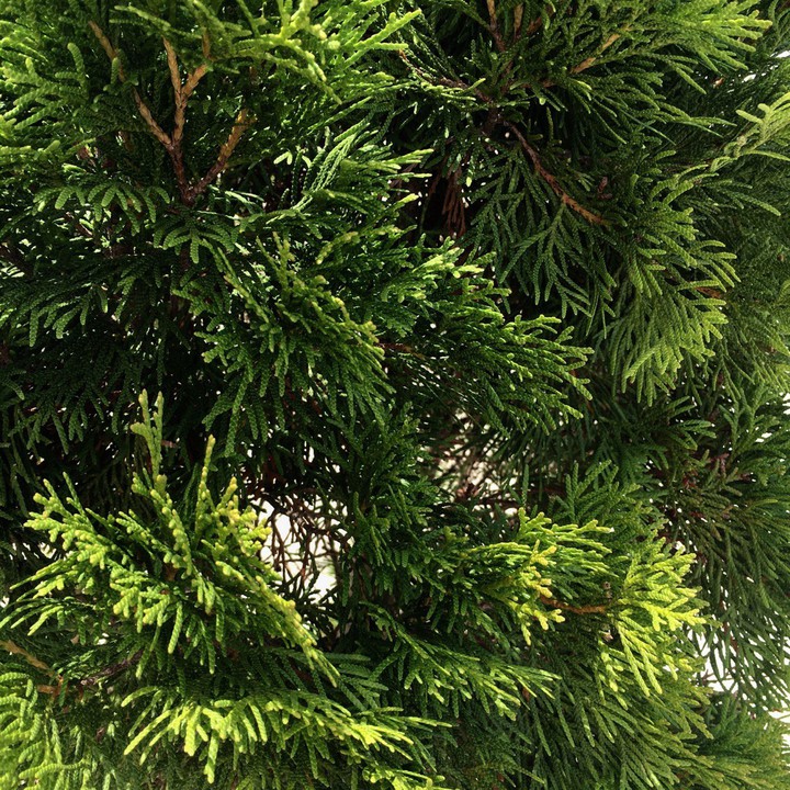 branch, tree branch, green, nature