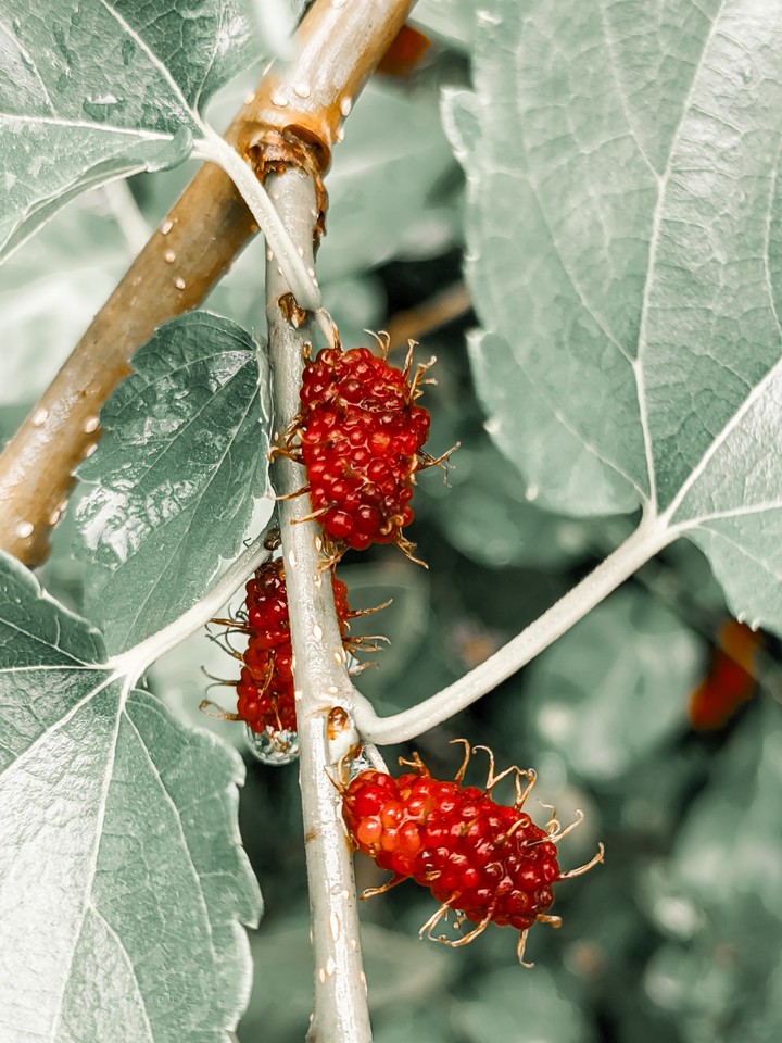 mulberry