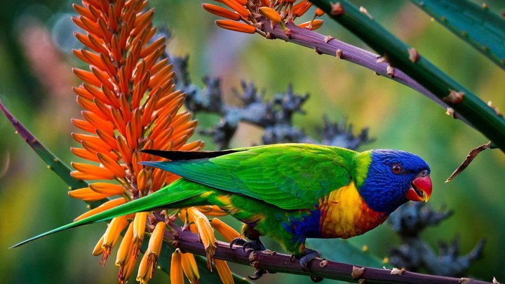 bird