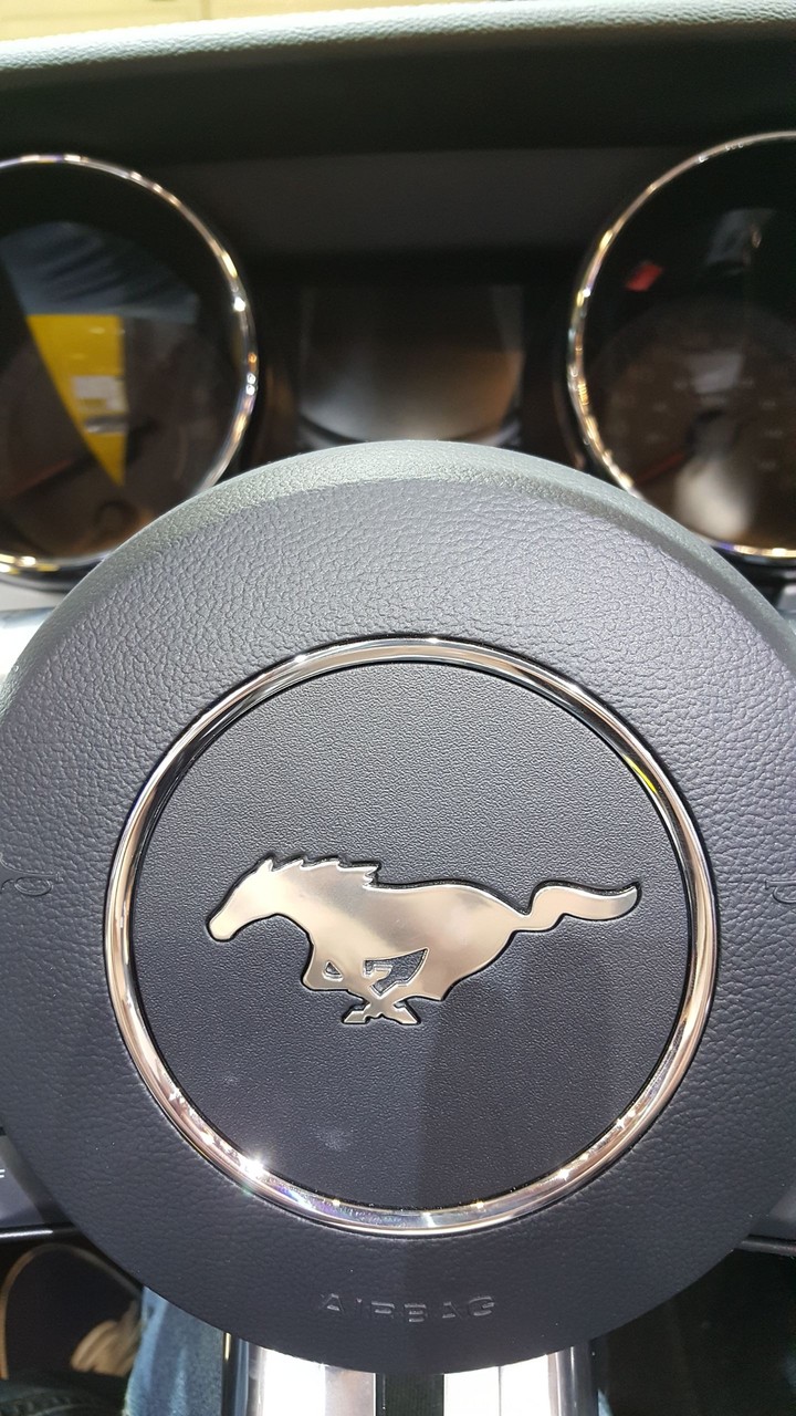 Mustang Horse