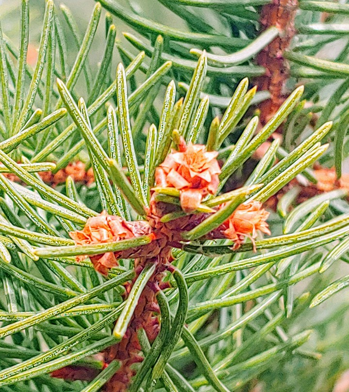 New pinecones ❤