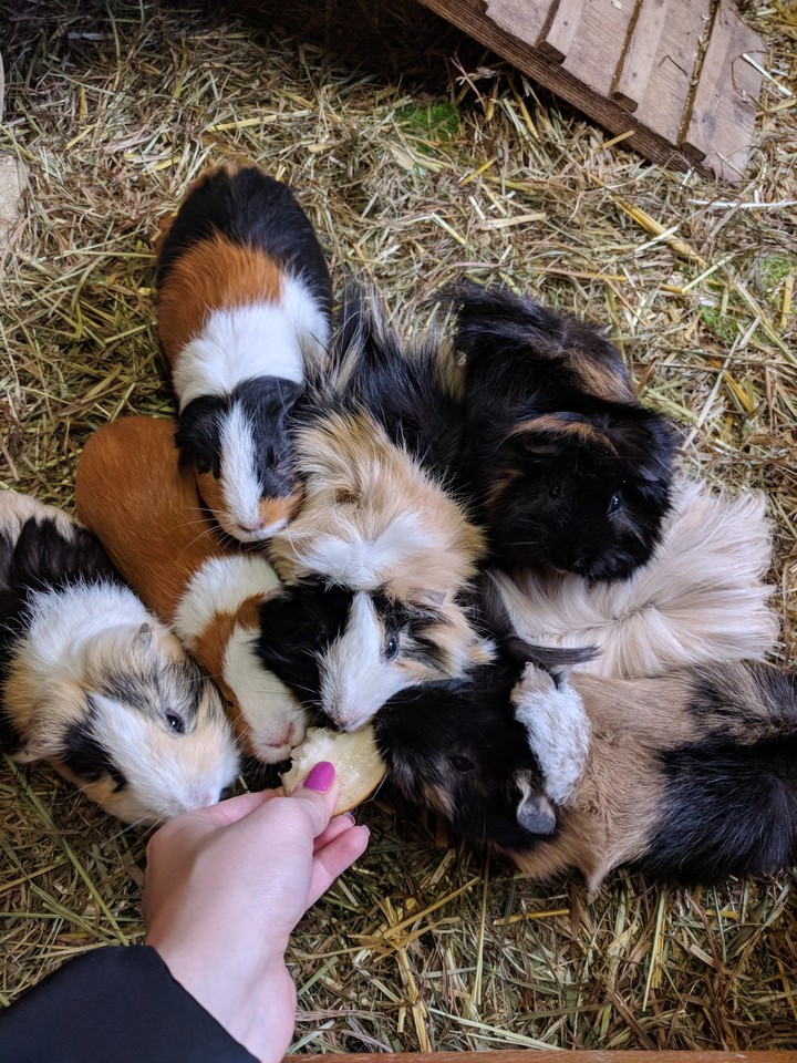 Guinea pig