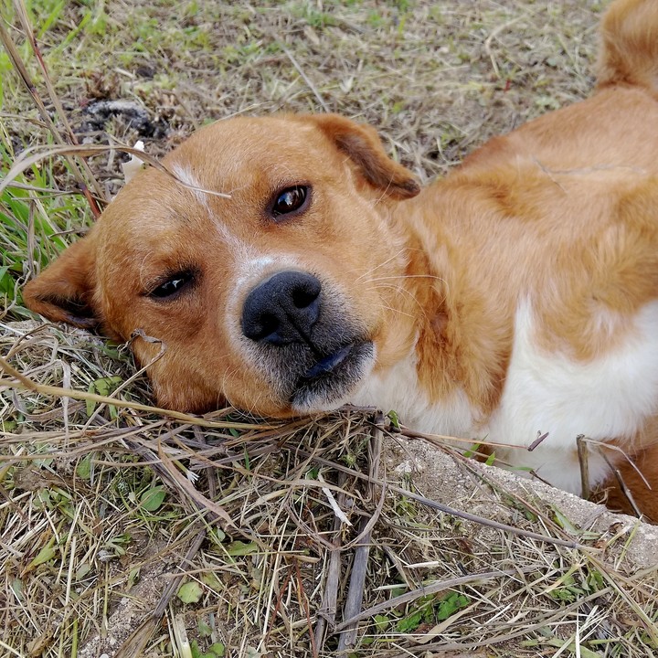 Pupù