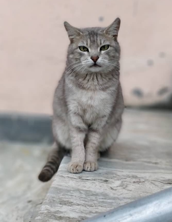 cat