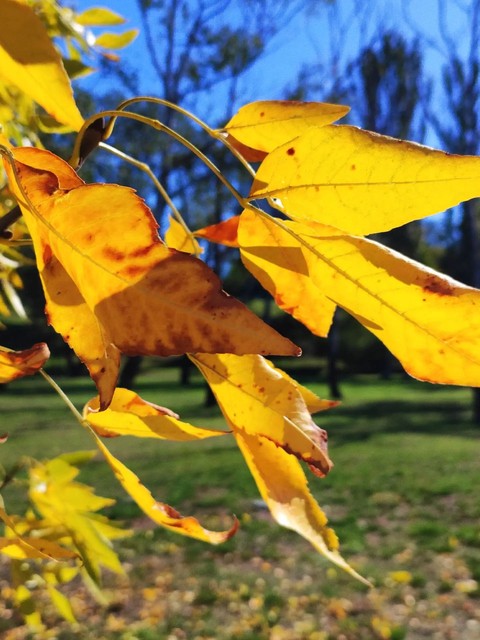 Осенние краски, autumn colors