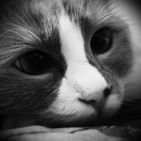Kociak