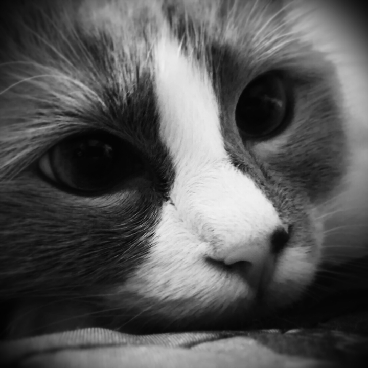 Kociak