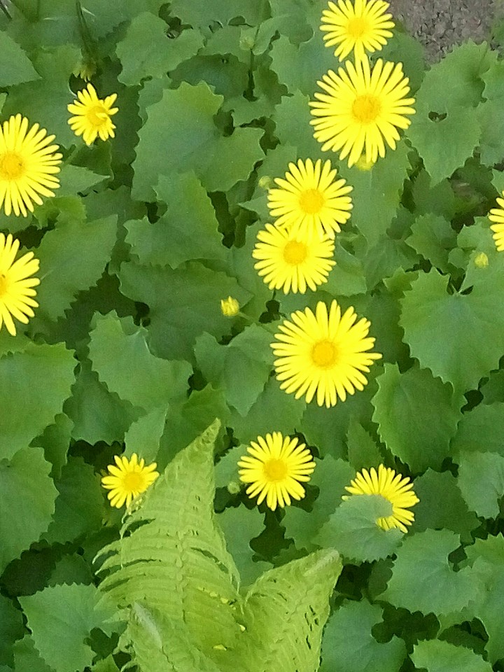 Желтые цветы