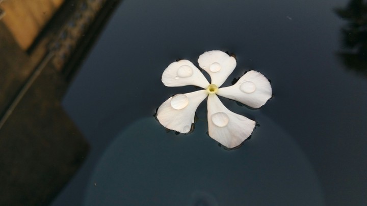 The Water Drop Flower