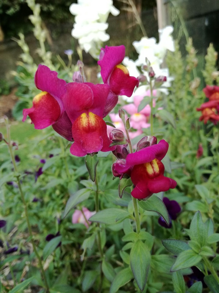 Pink snapdragons