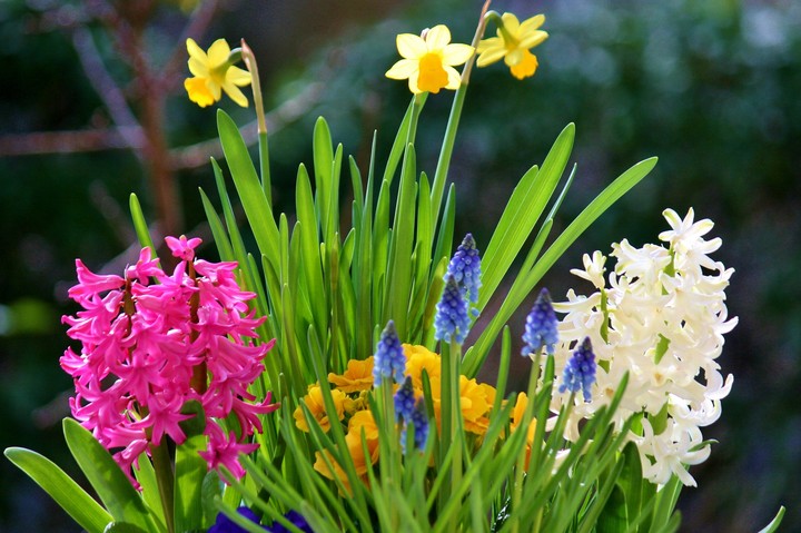 flowers