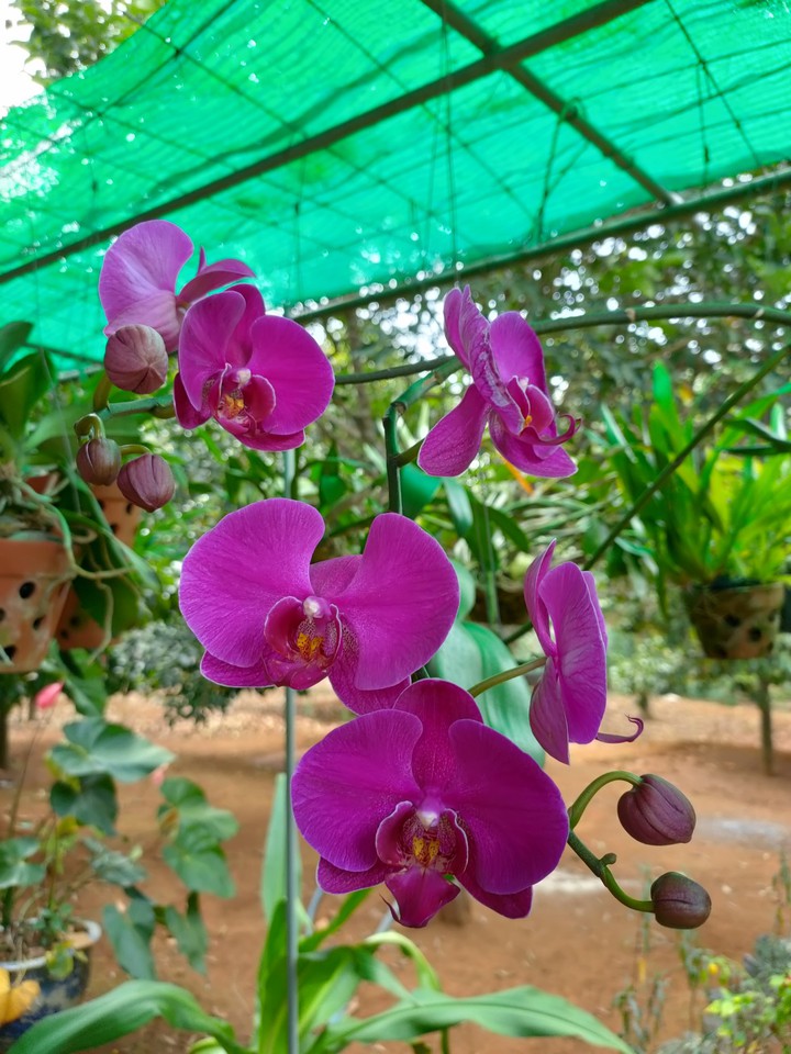 Orchid
