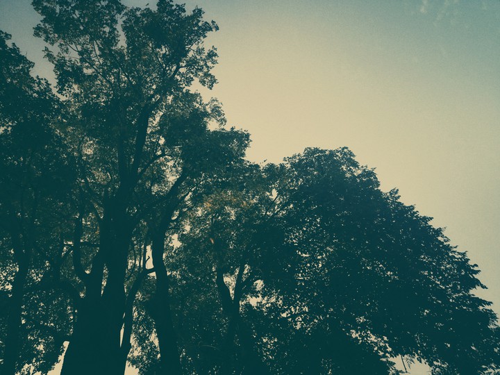 Tree 2