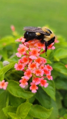 bumblebee