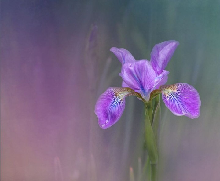 Iris