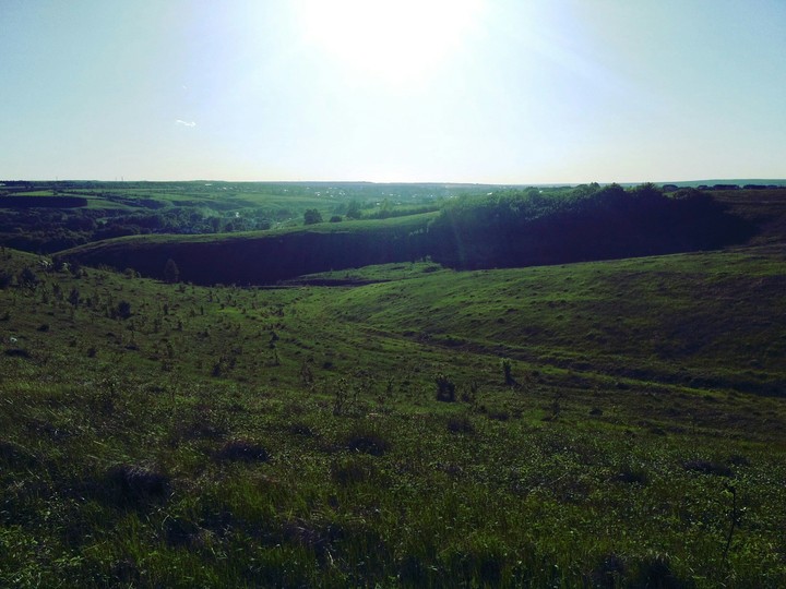 meadow