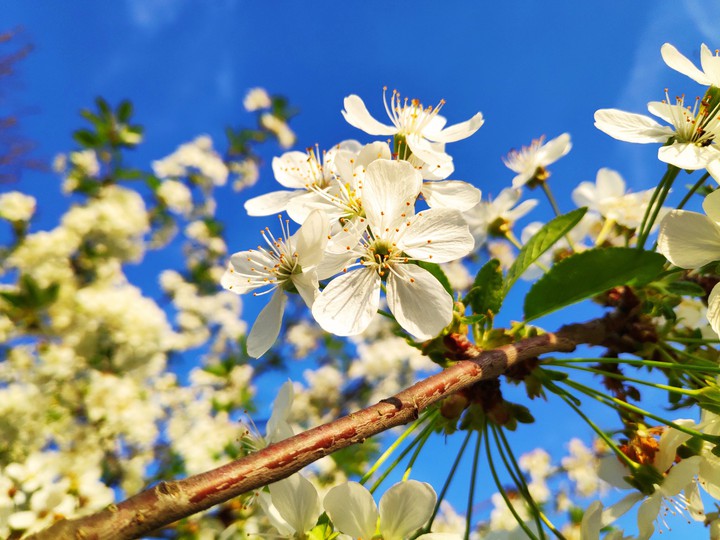 cherry blossoms