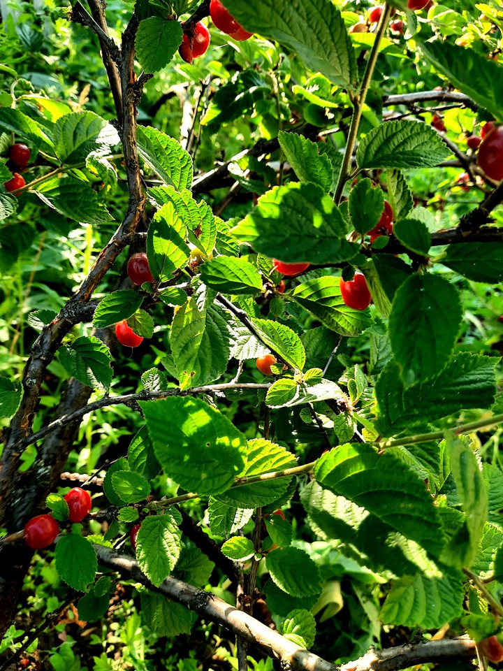 Cherry
