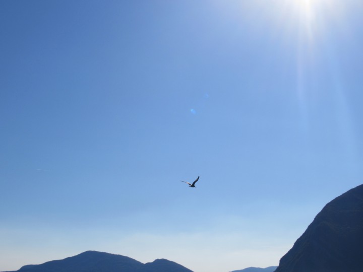 Bird flying on lake