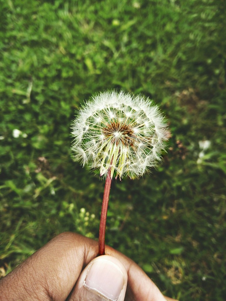 Dandelion