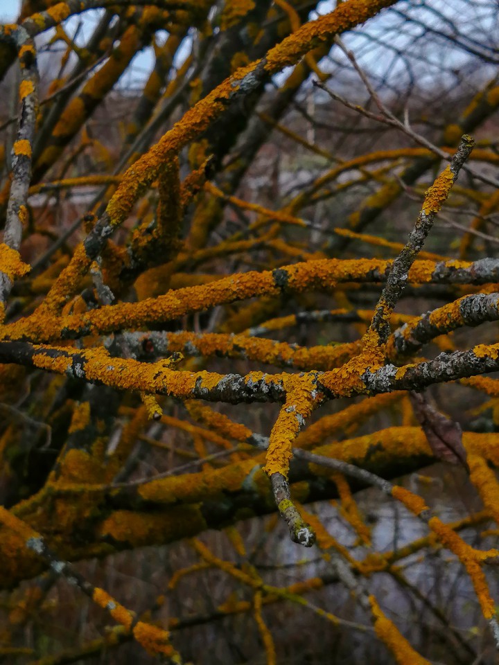 Rusty willow