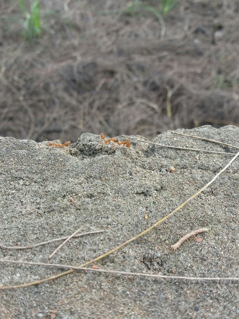 soil, wildlife वॉलपेपर