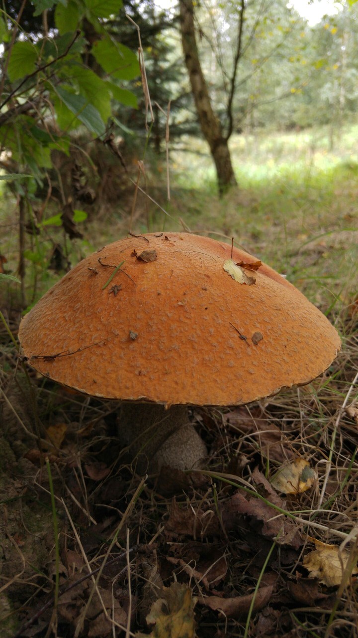 Kozak czerwony