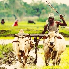 Indian farmers