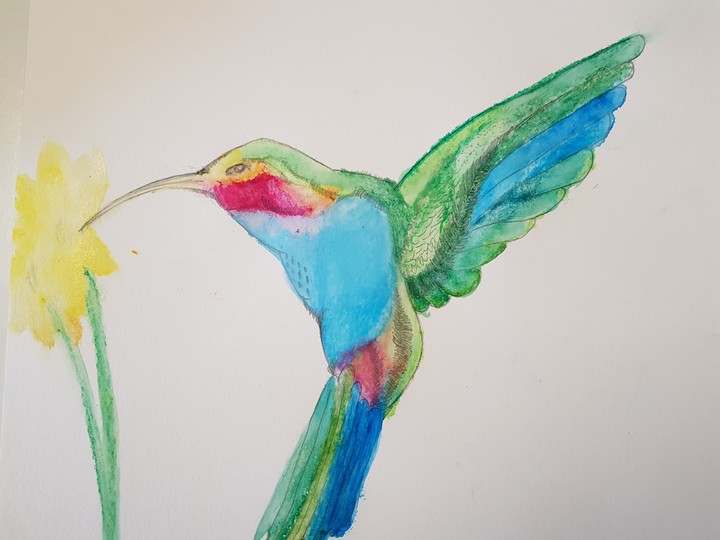 kolibri original