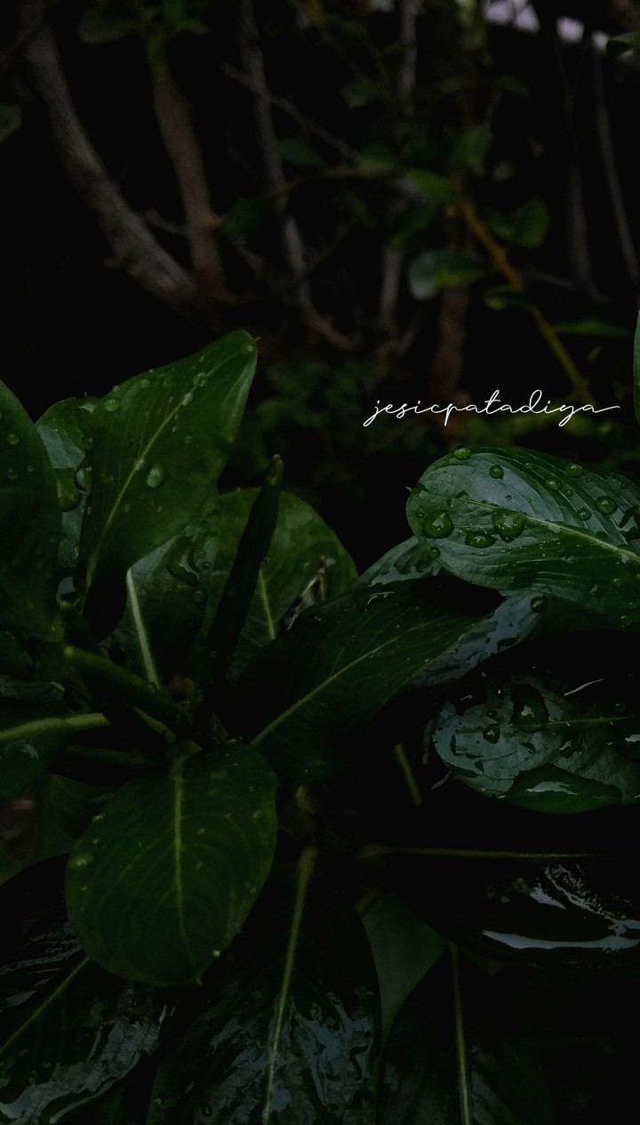 Leaves