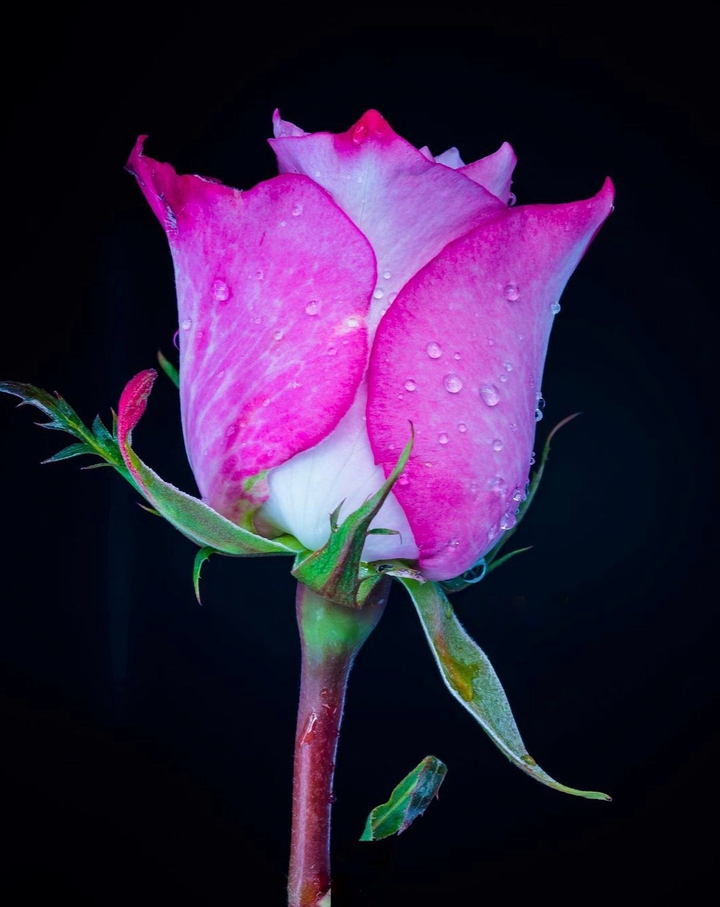 Hot Pink