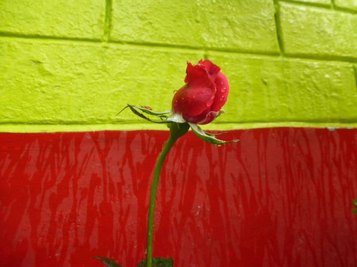 Red Rose 2