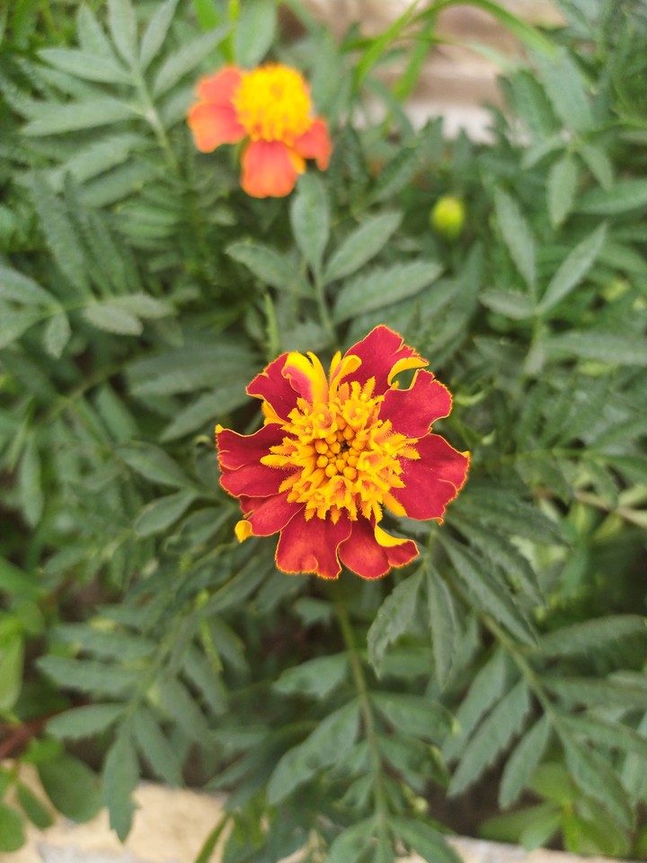 ~flower~