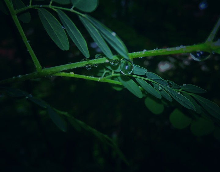leaves