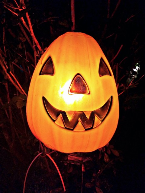 sfondi cucurbita, Squash
