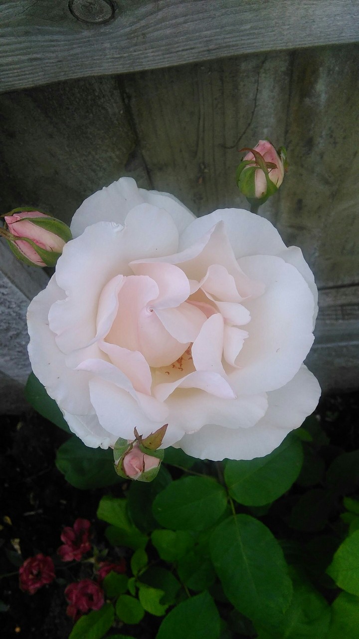 rose