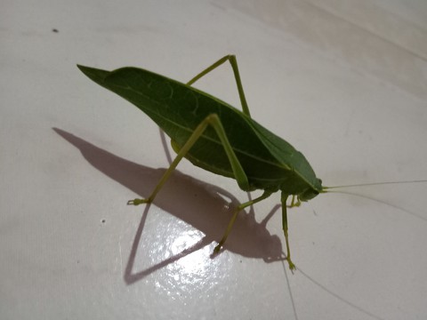 insect