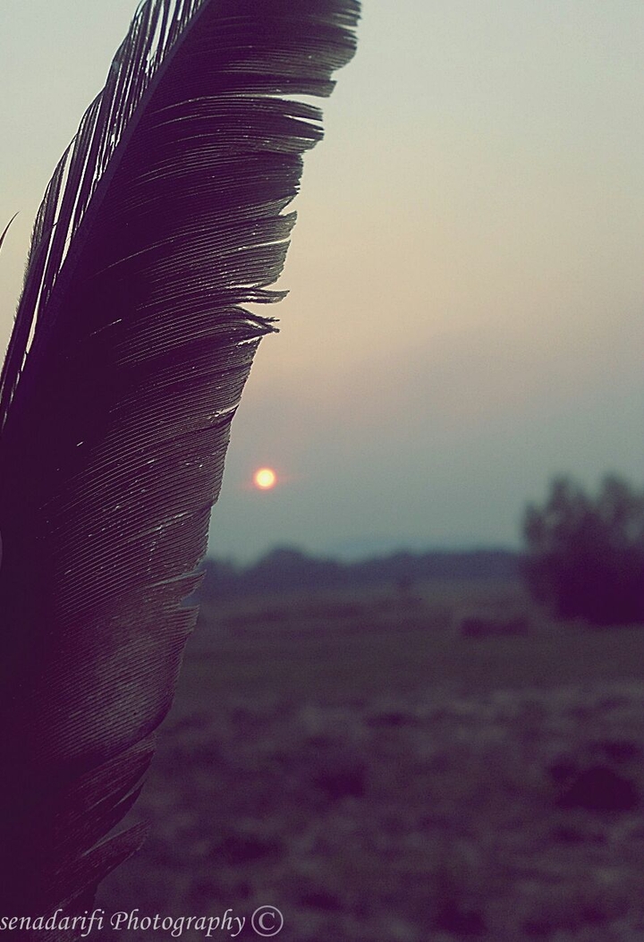 the feather and the sun