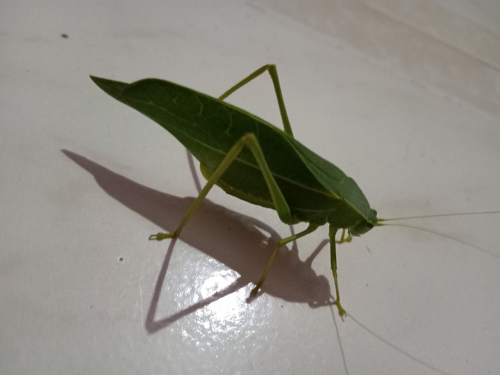 insect