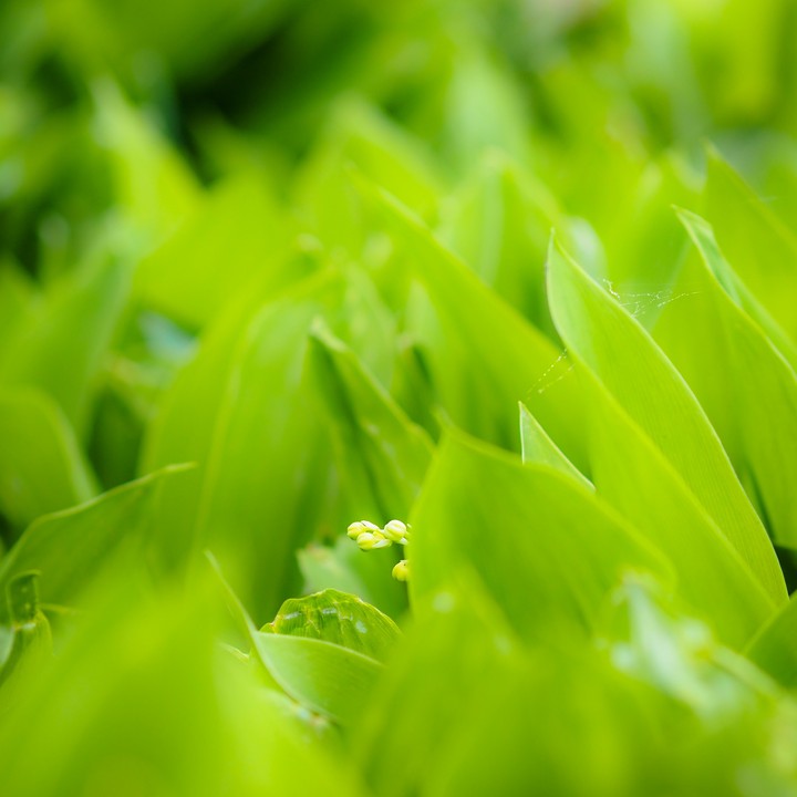green of lilies of the valley