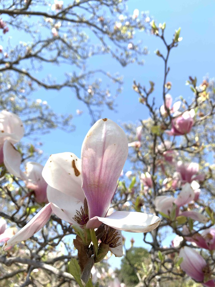 cherry blossom