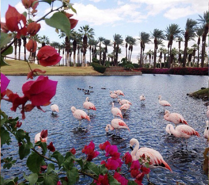 Flamingos