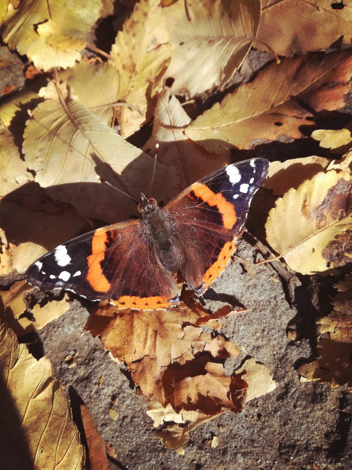 October butterfly